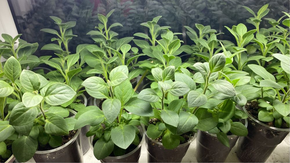 Домашняя рассада