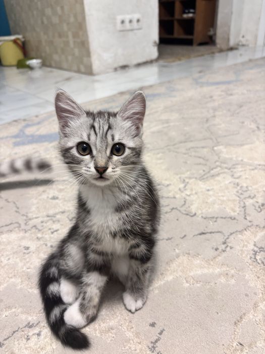 Котенок ласковый