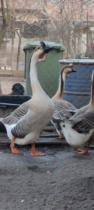 Lot gaste africane 1+4, pasari deosebite si ingrijite