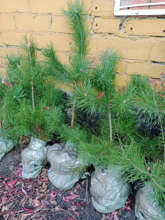 Продам саженец сосна, ель, карагач, тополь