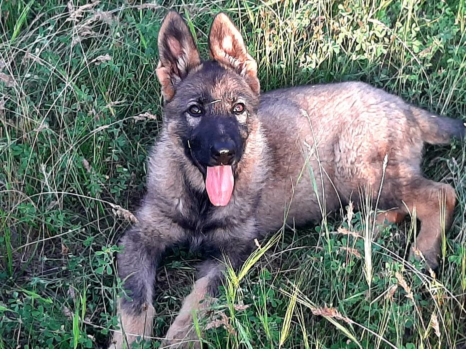 Питомник  немецких  овчарок РР.