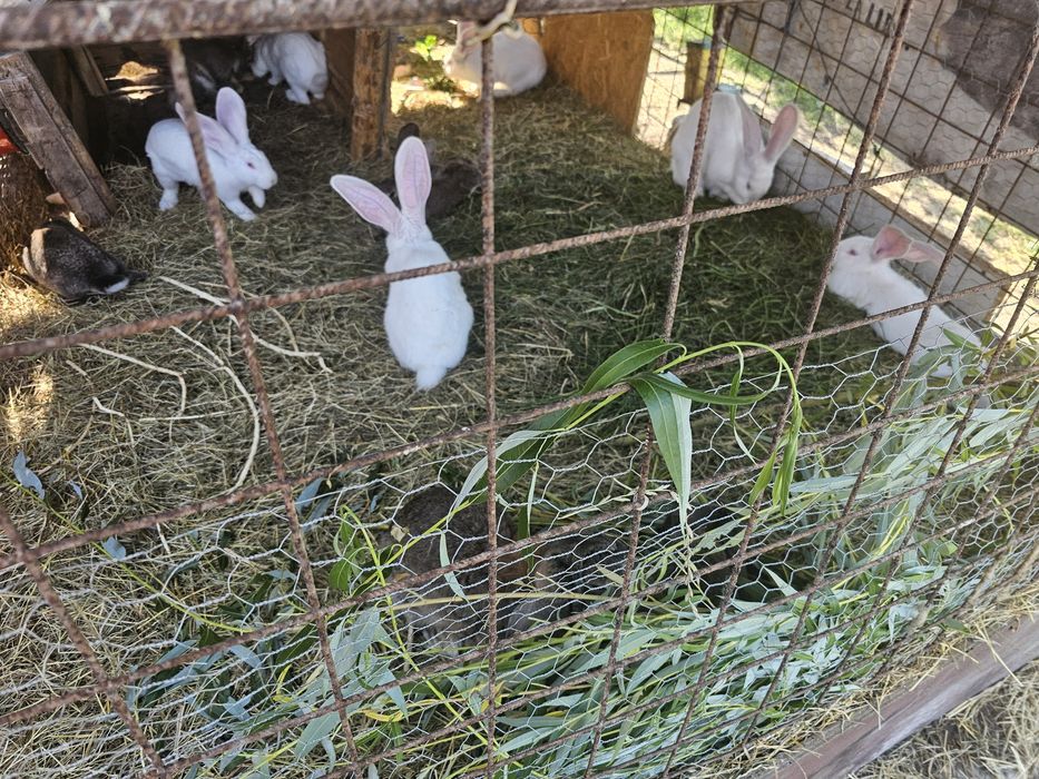 Iepuri pentru sacrificat