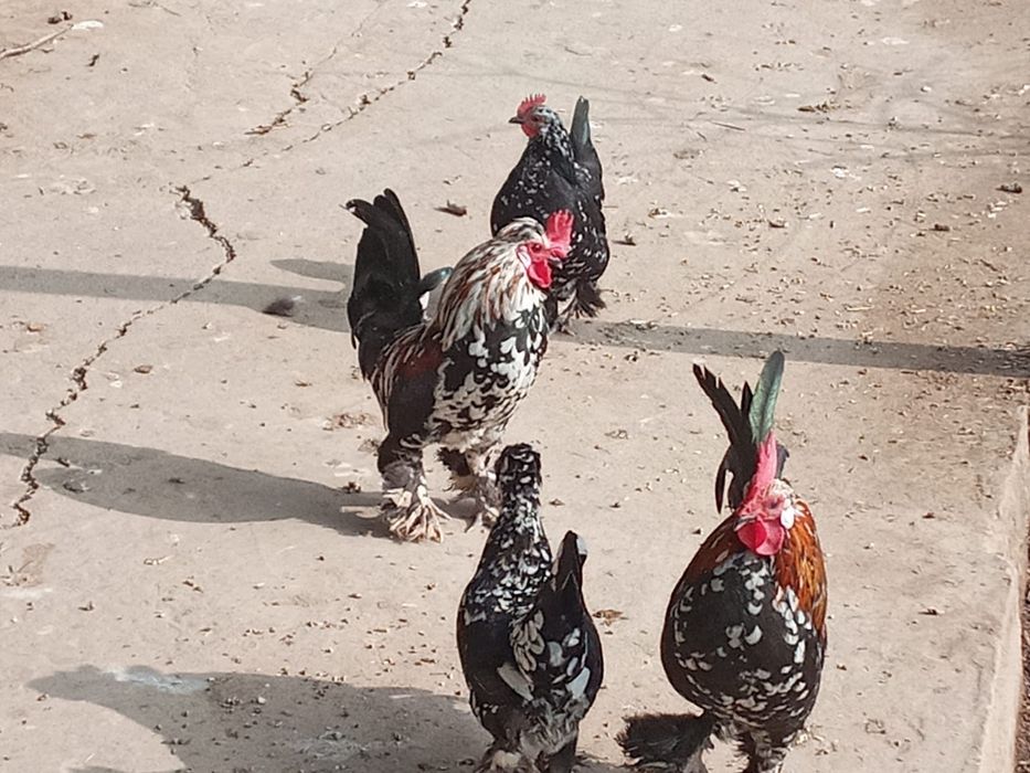 Тауық                              сатылады