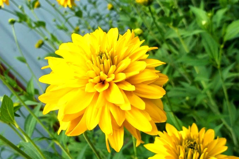 Синяя традесканция разные цветы