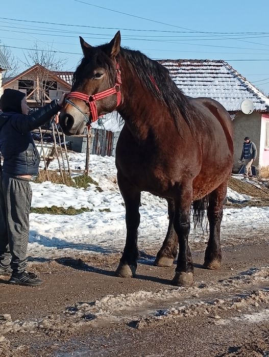 O iapă de 4 ain jumate gestanta trebuie să fete an april