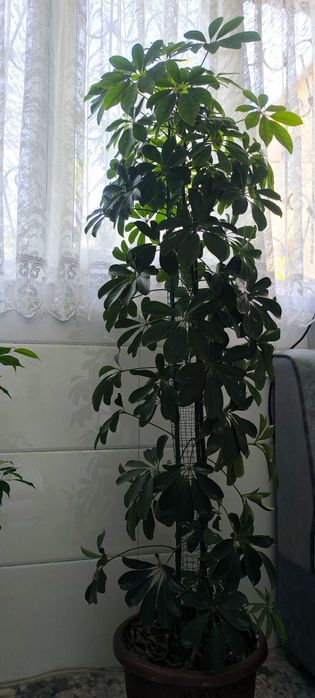 Gullarimiz sotiladi ,donaga xammasini olganlarga kelishtirib beramiz