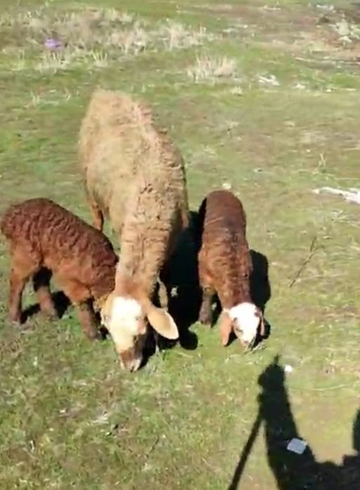 Егіз қозылы қой овца с двойняшками