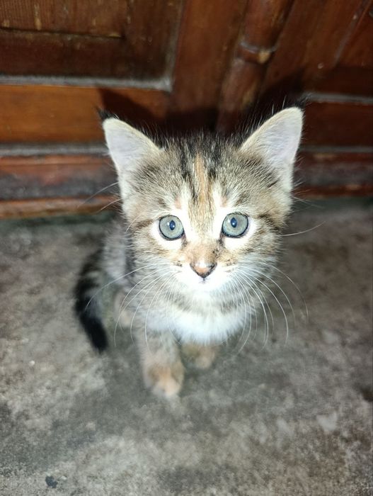 Котята в хорошие руки