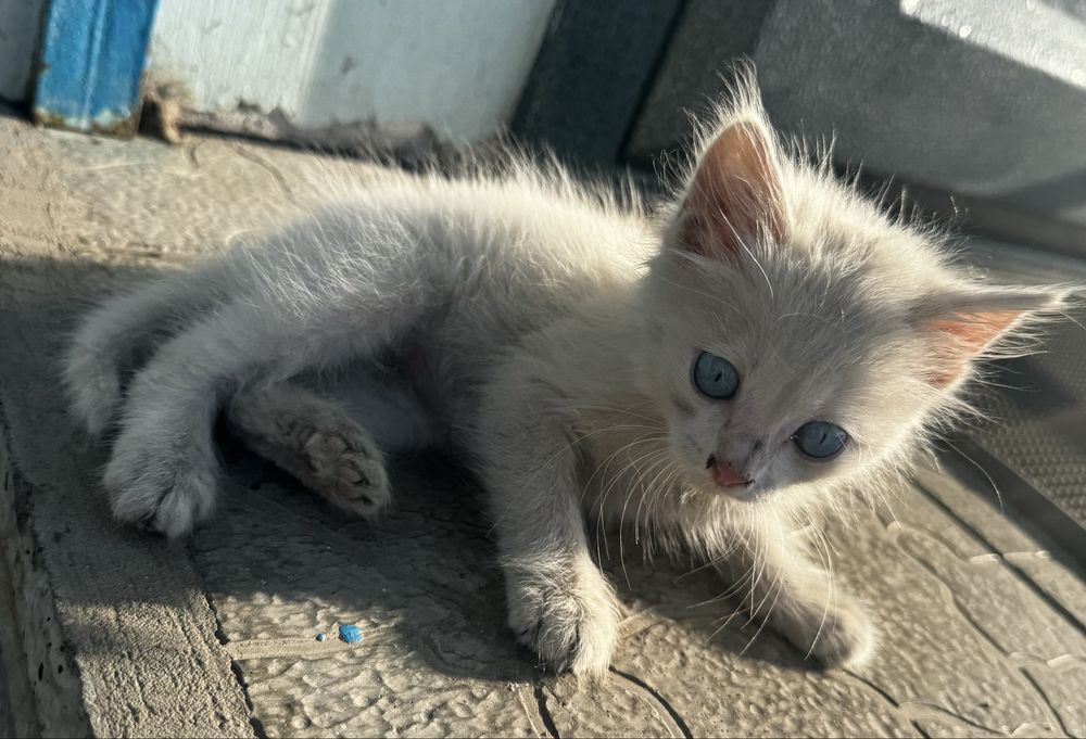 Отдам котенка подкинули
