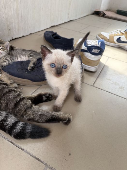 Продам котёнка девочку 1 месяц
