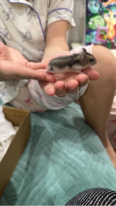 Отдам даром хомяка