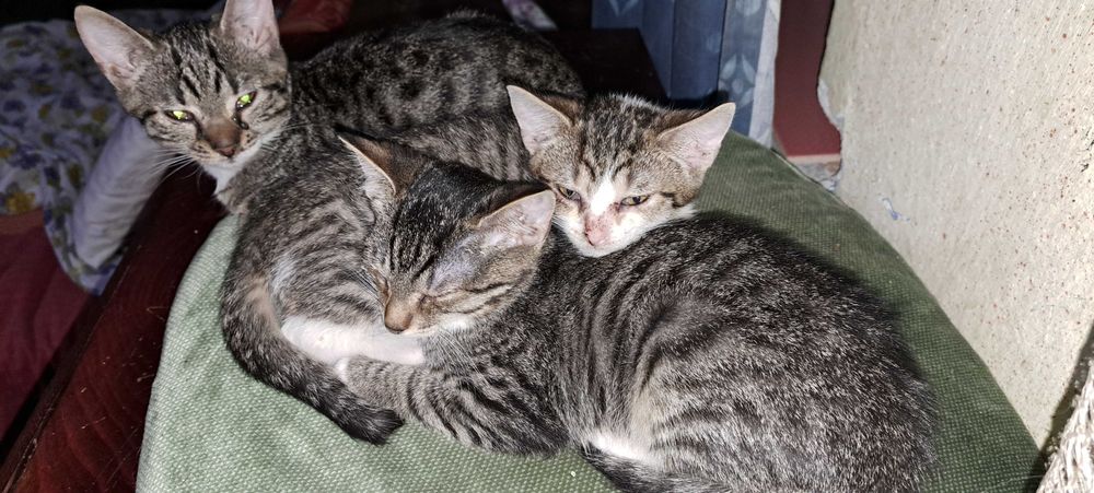 Doneaz 3 pisicute dragalase