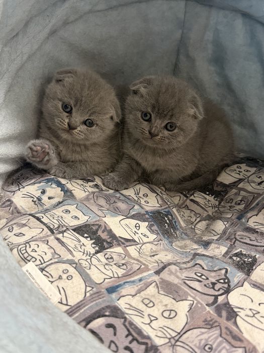 Британски/ Шотландски котета