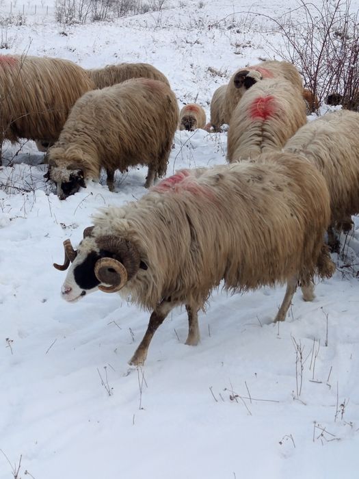 Vînd berbeci tineri