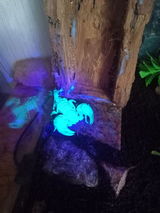 Чорнйы скорпион.