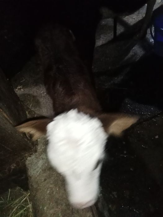 Сауында 2 сиыр буазларымен