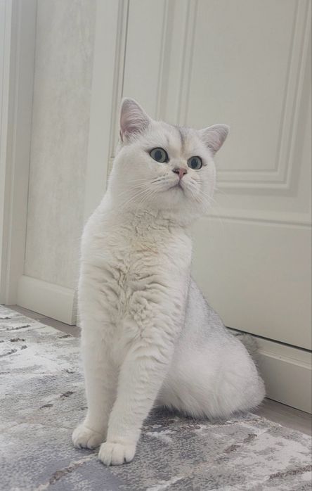 ВЯЗКА британский шиншилла кот ! Приглошает кошек на свиданю . Vyazkaga