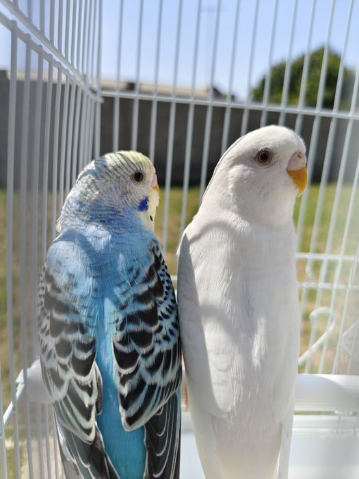 Попугай  комплект с  клеткой