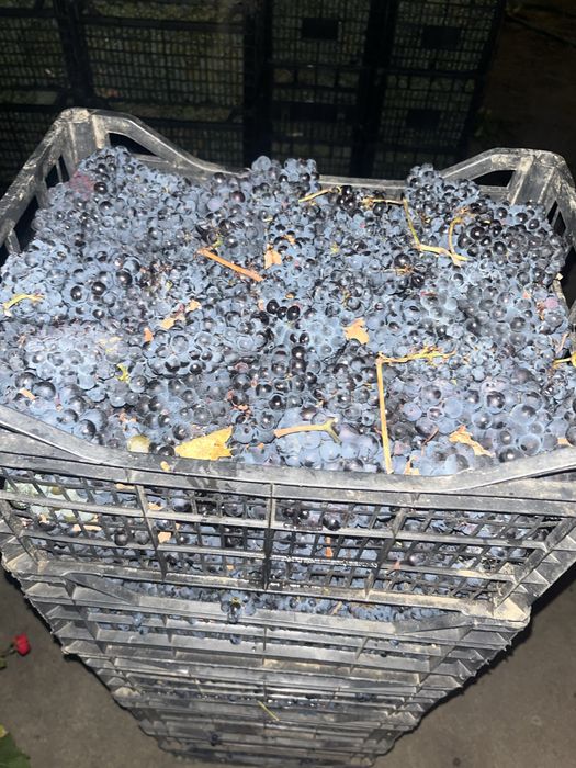 Struguri pentru vin