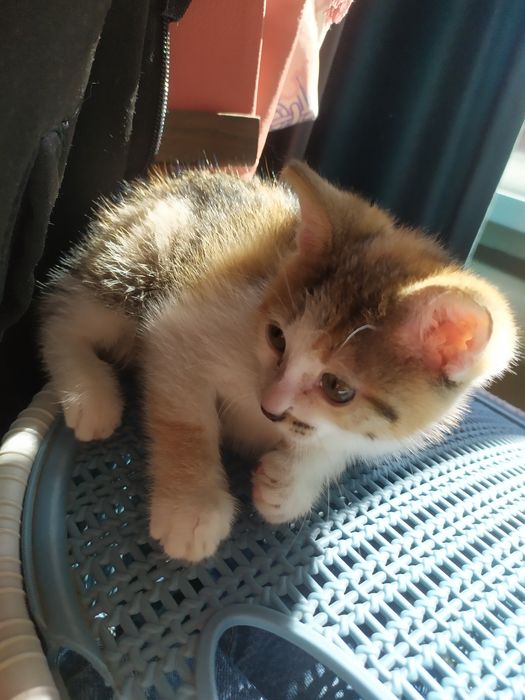 Отдам котенка в добрые руки