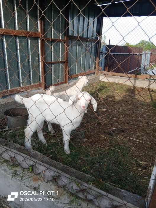 Продам    козлят