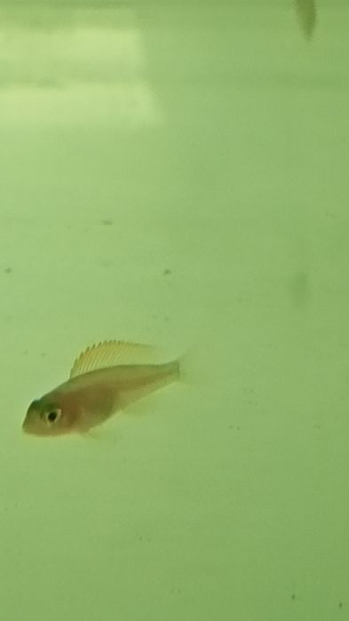 Мальки неолампрологус крапчатохвостый