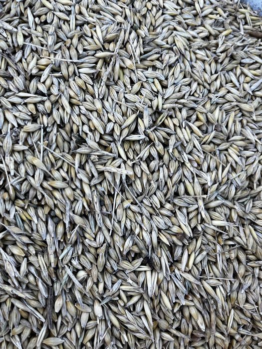 Orz de toamna  bine depizitat