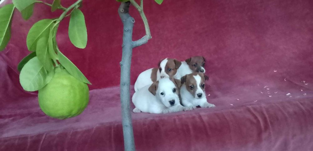 Чистокръвен Джак Ръсел