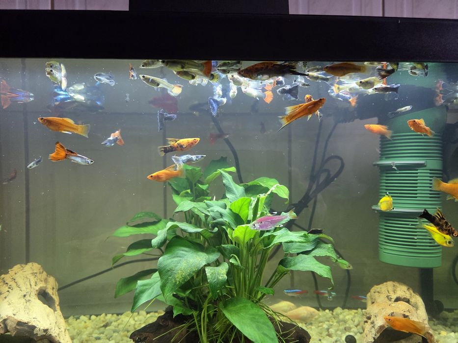 Pesti de acvariu (Xipho si guppy)