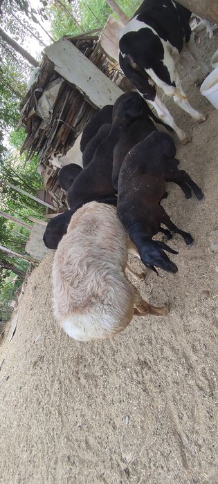 Qurbonlikga qoyla bor