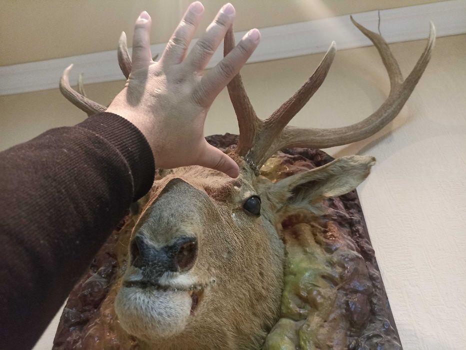 Shoxdor Bug'u sotiladi