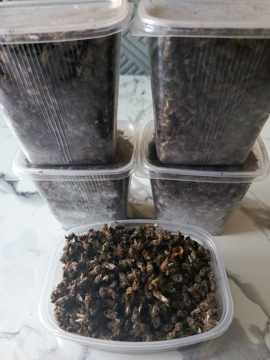 Продам пчелиный подмор