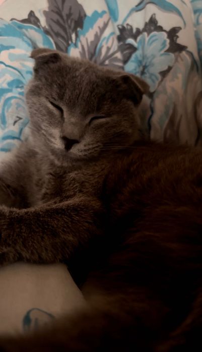 Ищу жениха для кошечки