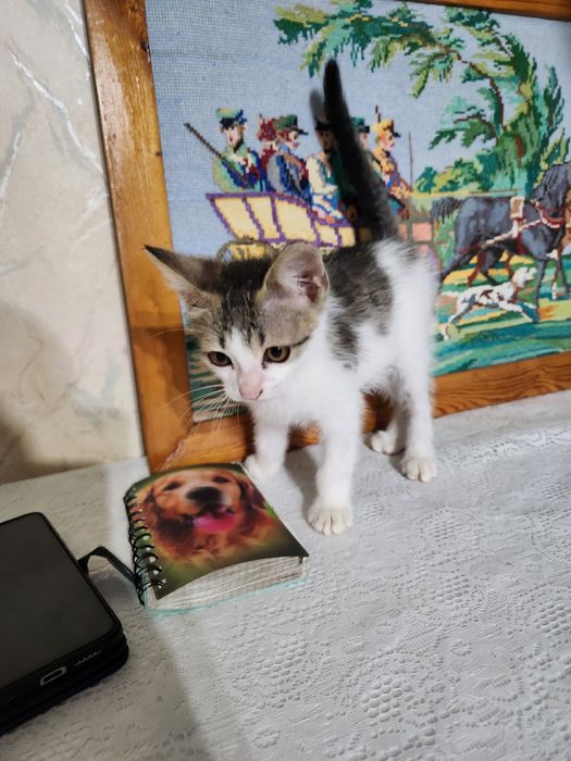 Котёнок мальчик,  очень ласковый отдаю в добрые руки