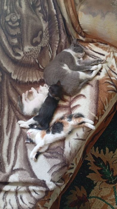 Котята в добрые руки