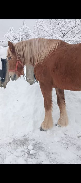 Vând iapa de 8 ani  învățată la căruță