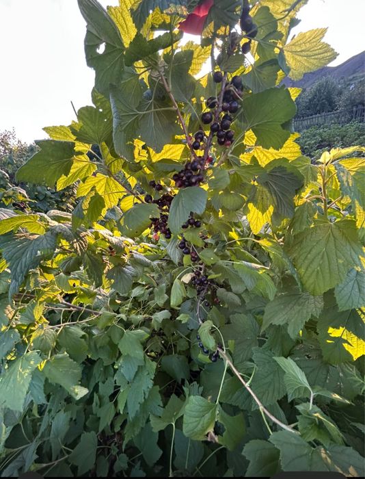 Сдаем  дачу в аренду