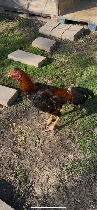 Пахтаджи дакан бойцовых кровей