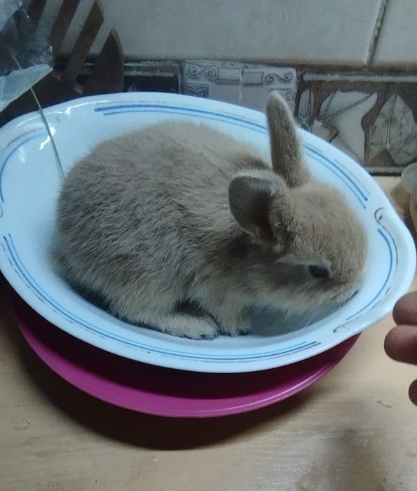 Продам крольчат , цвет черный, серый, персиковый