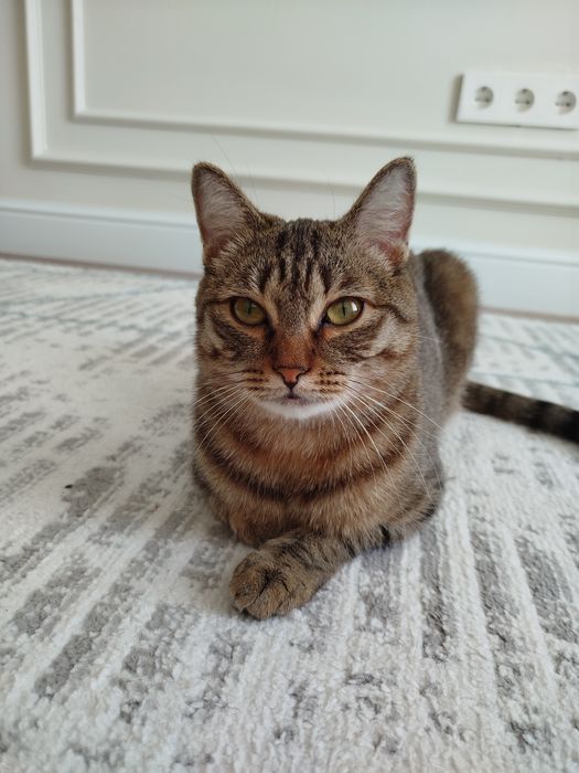 Кошка (стрелизованная)