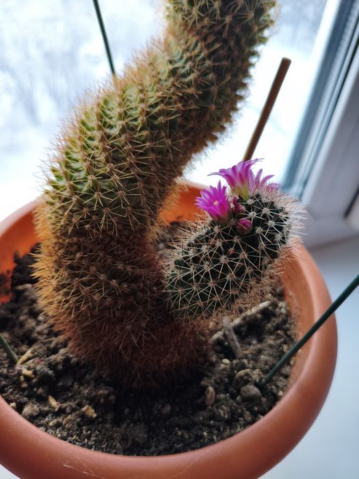 Продам кактус цветущий