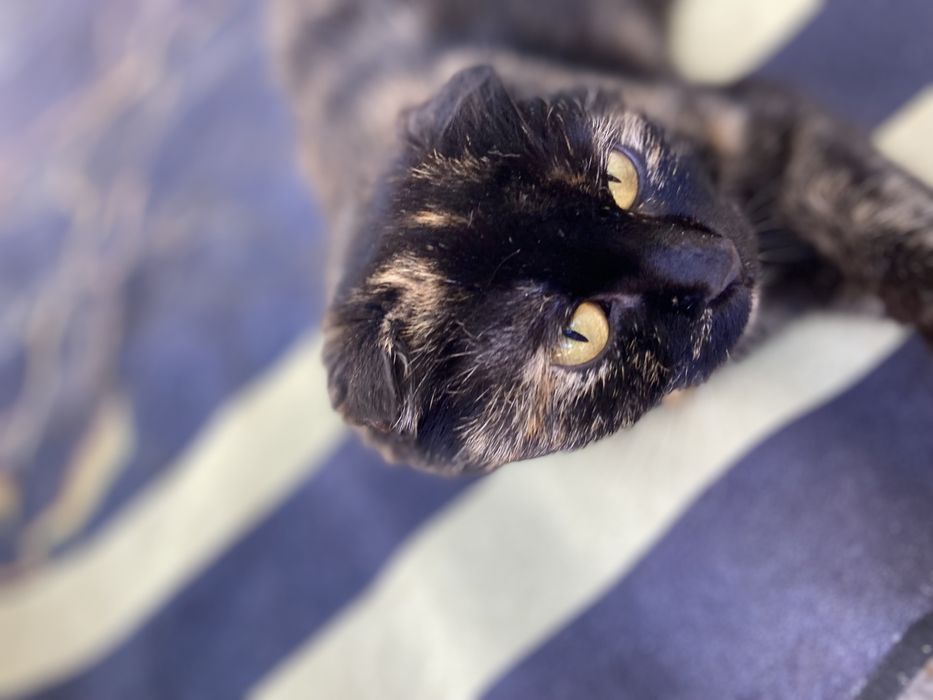 Продаются котята скотиш фолд