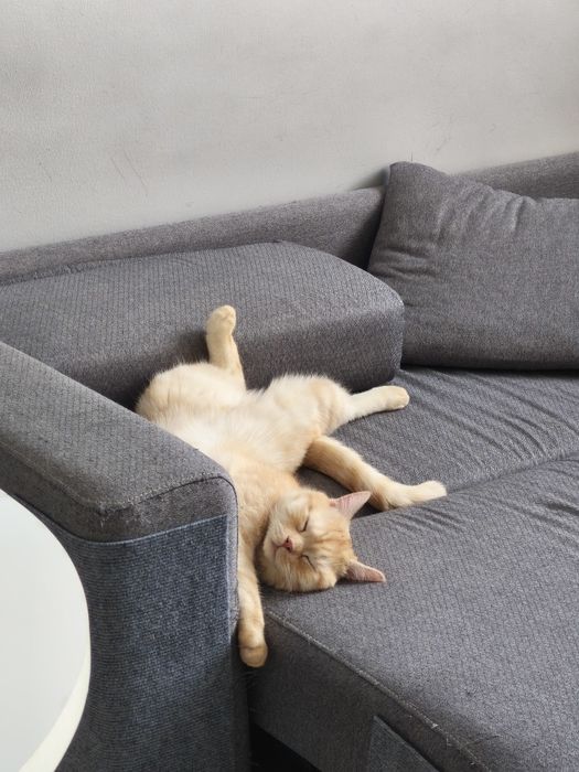 Короткошорстный британец