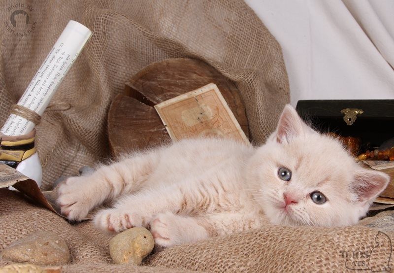 Британские котята