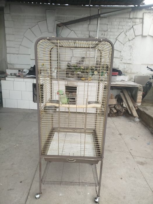 Продается попугай