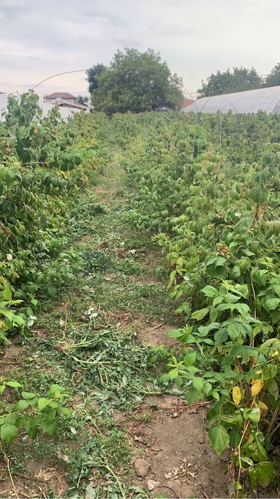 Drajoni- zmeura- polska