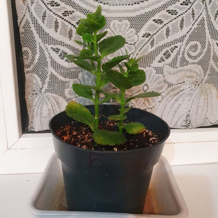 Продам Каланхоэ (цветы красные)