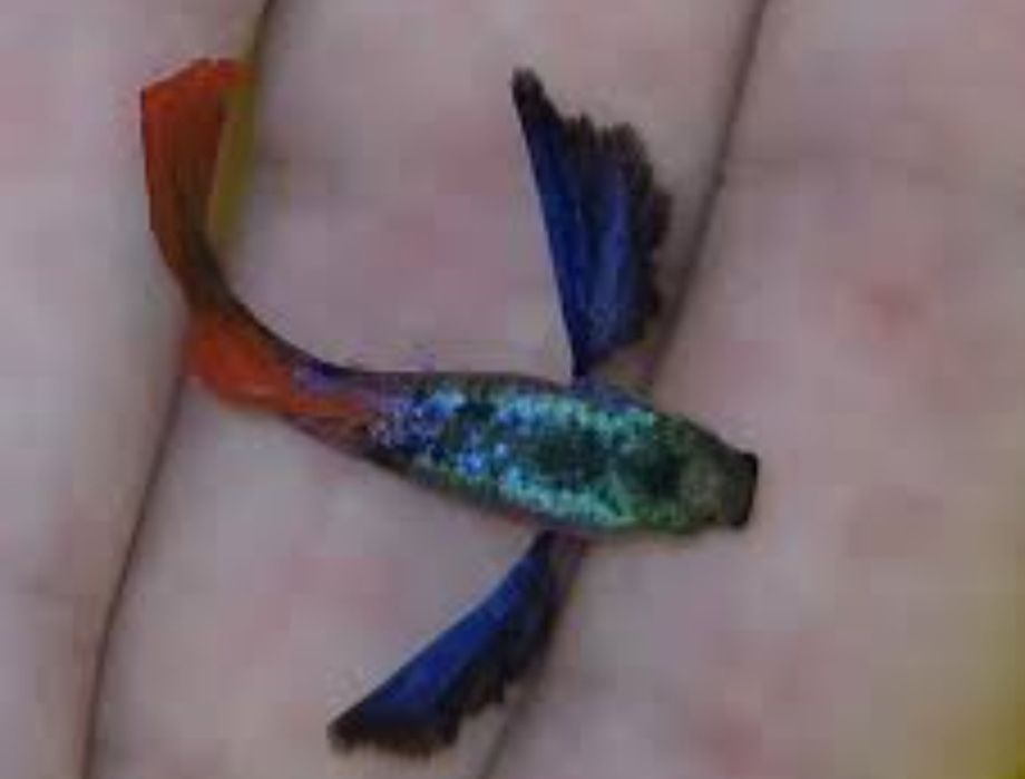 Аквариумные рыбки