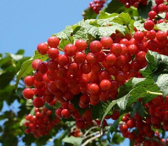 Малина сорт «Лидия»