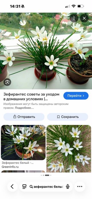 Зефирантес белый